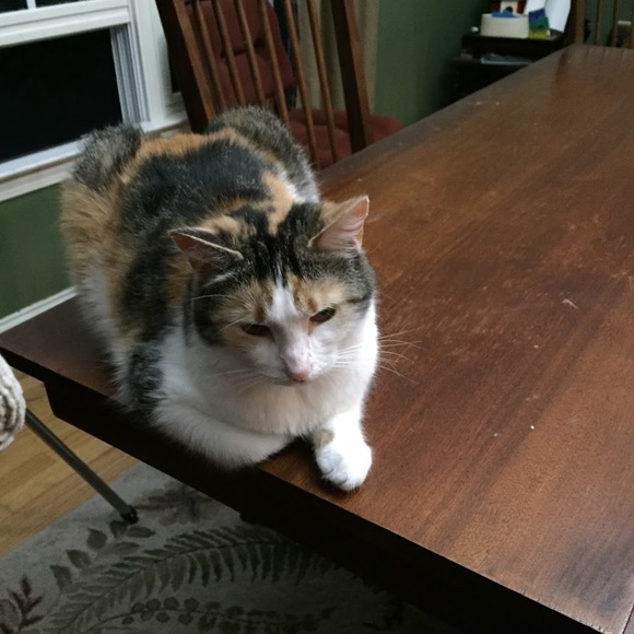 Meet your Posher, Karrie - Picture 1 of 1